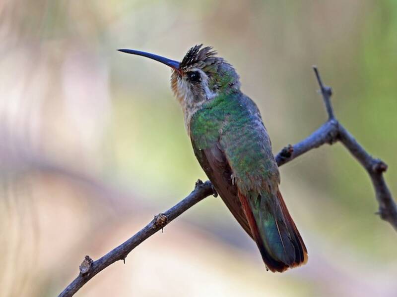 Colibrí de Xantus, Fotos 2