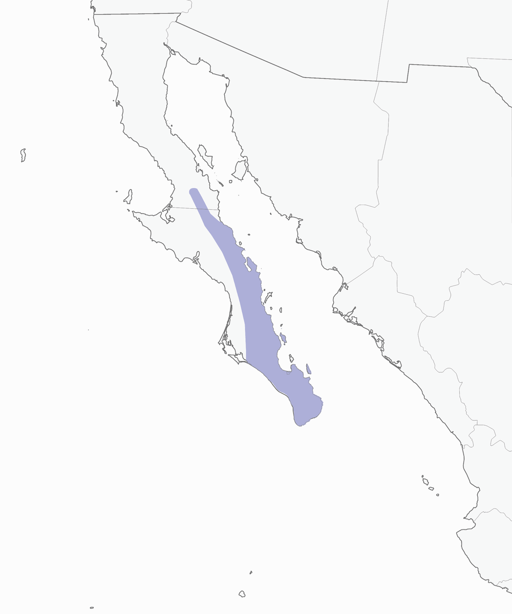 Colibrí de Xantus, Distribución 1