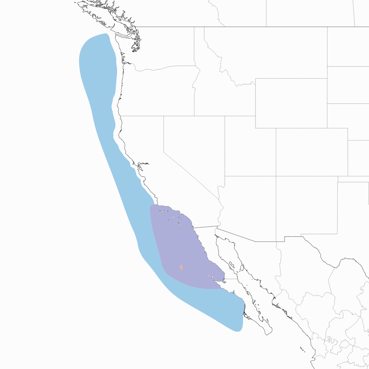 Uria di Guadalupe, Distribuzione 1