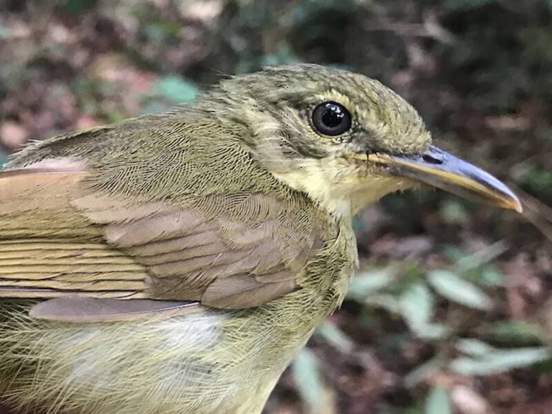 Xavier's Greenbul, Photos 3