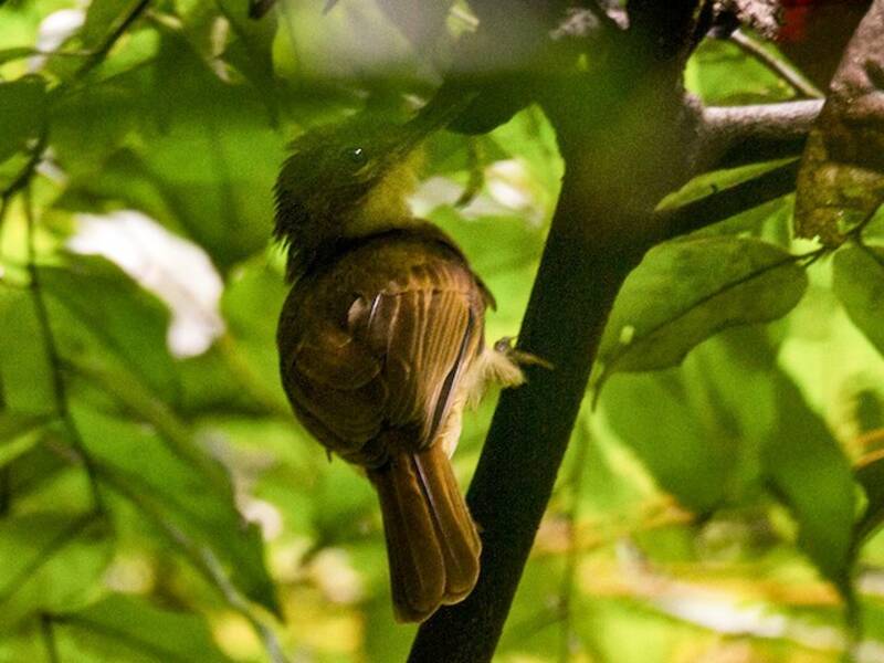 Xavier's Greenbul, Photos 2