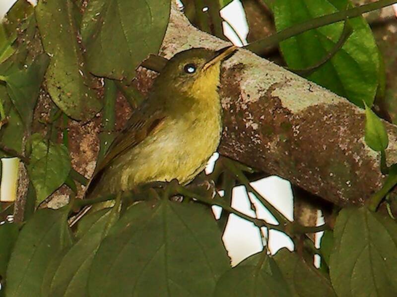 Bulbul de Xavier