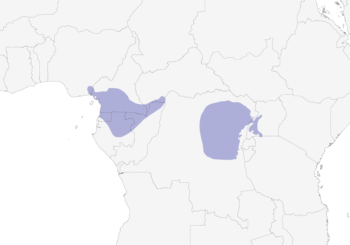 Xavier's Greenbul, Distribution 1