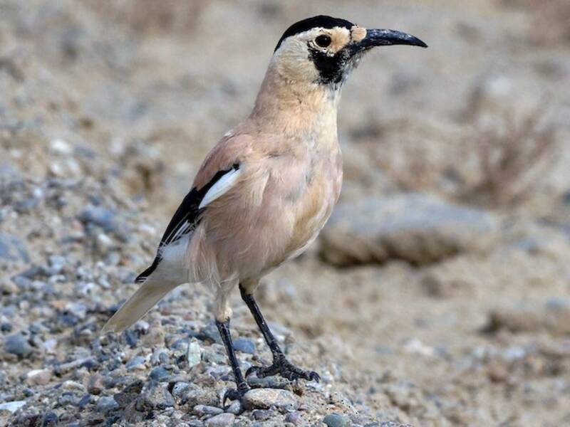 Xinjiang Ground-Jay, Photos 3