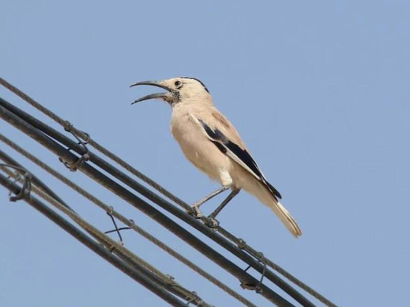 Xinjiang Ground-Jay, Photos 2