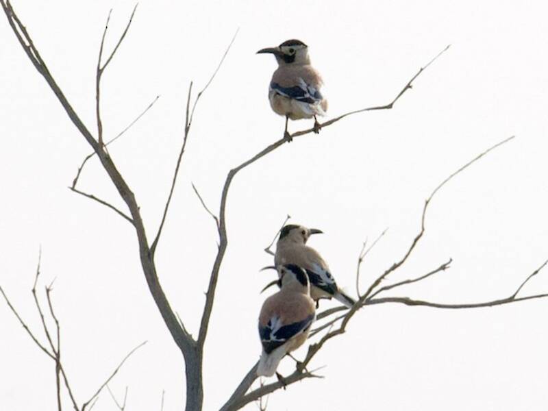 Xinjiang Ground-Jay