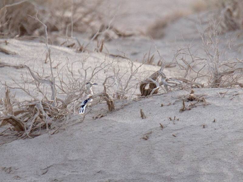 Xinjiang Ground-Jay, Photos 4