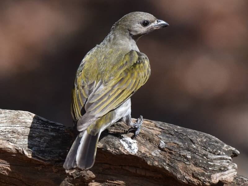 Lesser Honeyguide, 照片 3