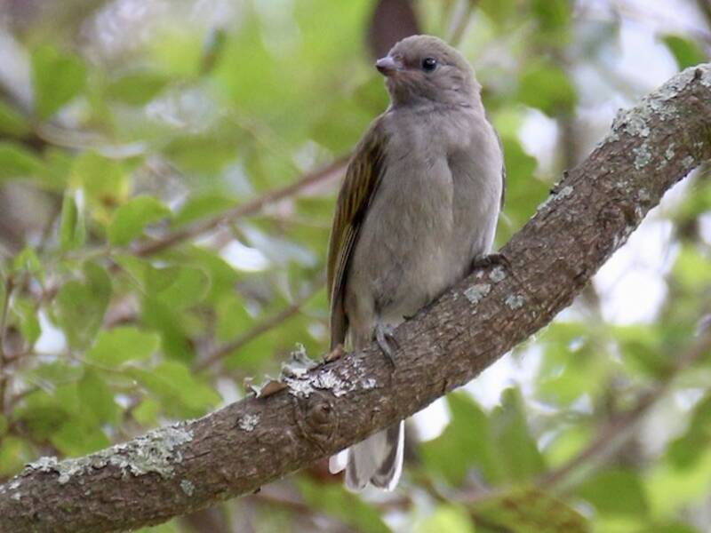 Lesser Honeyguide, 照片 2