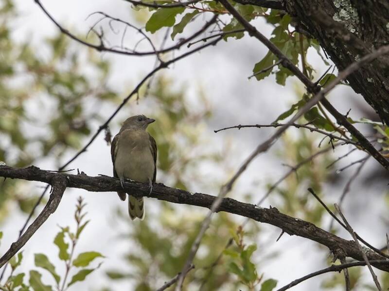 Lesser Honeyguide, 照片 4