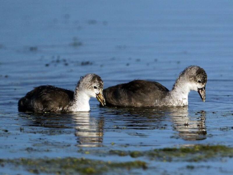 American Coot (Fulica americana)
