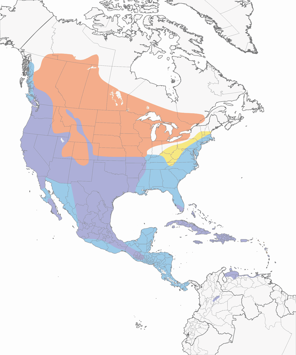 Folaga americana, Distribuzione 1