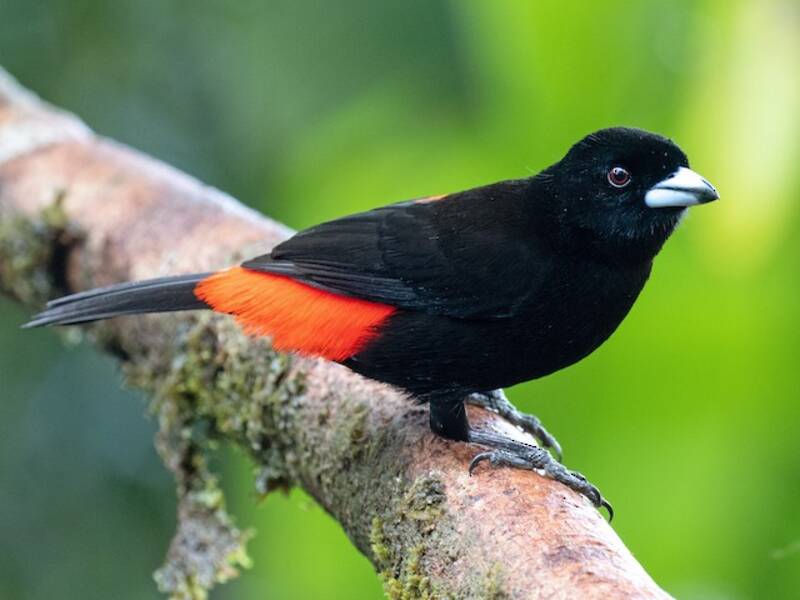 Scarlet-rumped Tanager, Photos 2