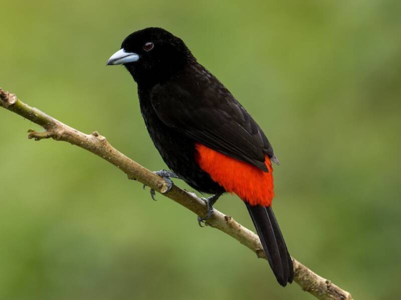 Scarlet-rumped Tanager, Photos 3