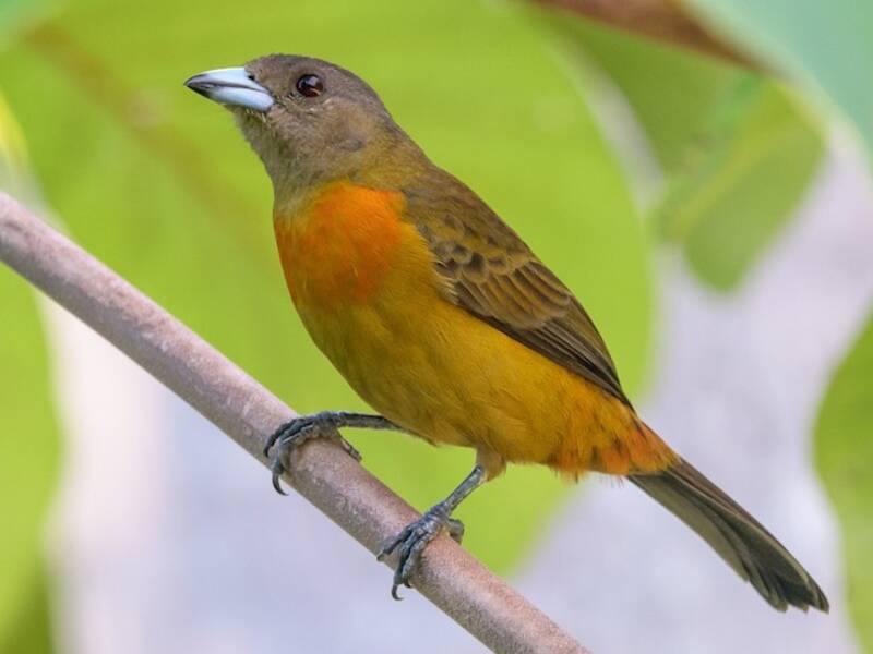 Scarlet-rumped Tanager, Photos 4