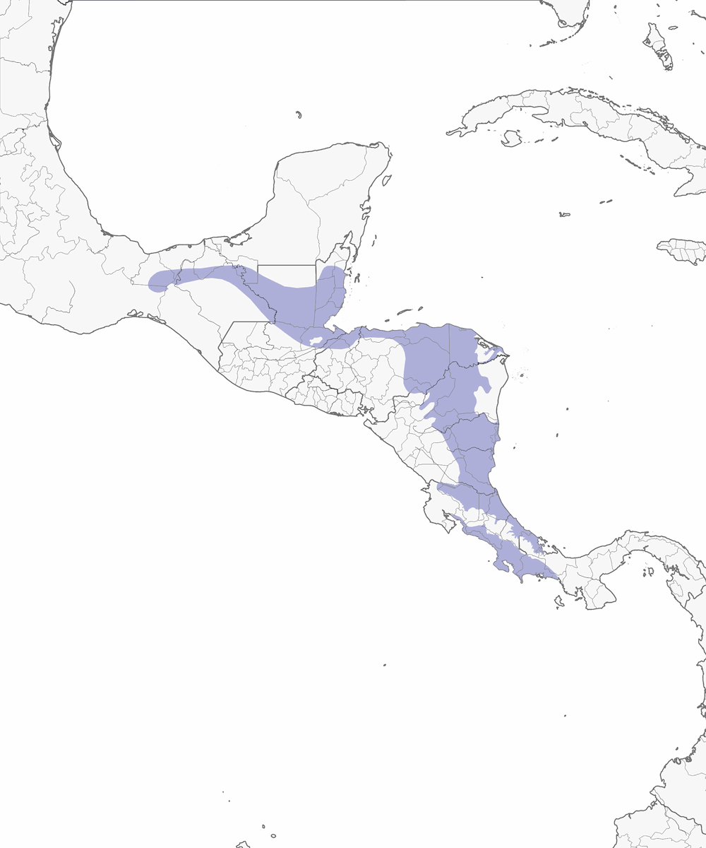 Scarlet-rumped Tanager, Distribution 1