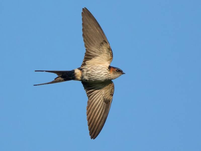 Eastern Red-rumped Swallow, Photos 4