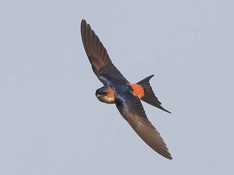 Eastern Red-rumped Swallow, Photos 3