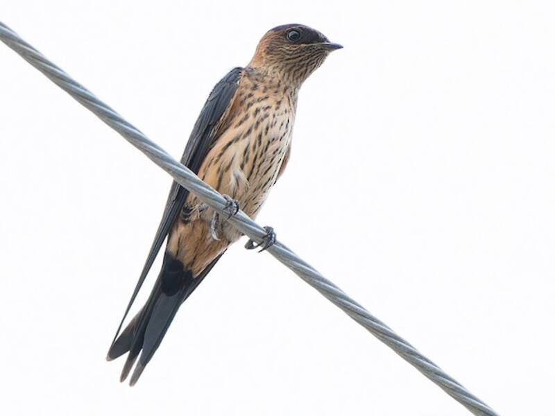 Eastern Red-rumped Swallow, Photos 2