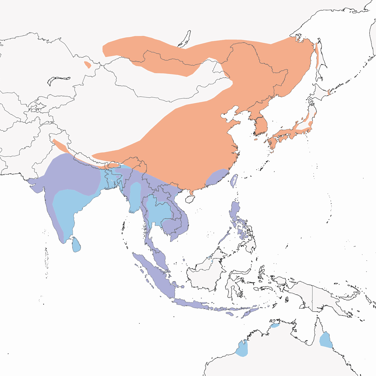 Eastern Red-rumped Swallow, Distribution 1