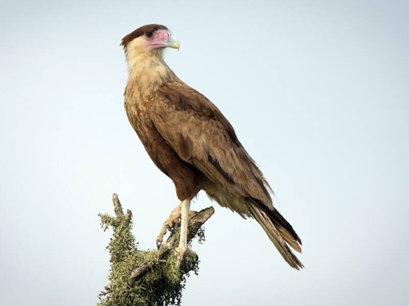 Crested Caracara (Caracara plancus)