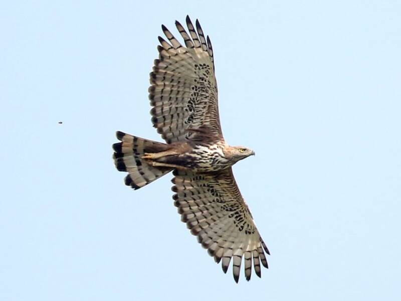 Malaienadler, Fotos 3