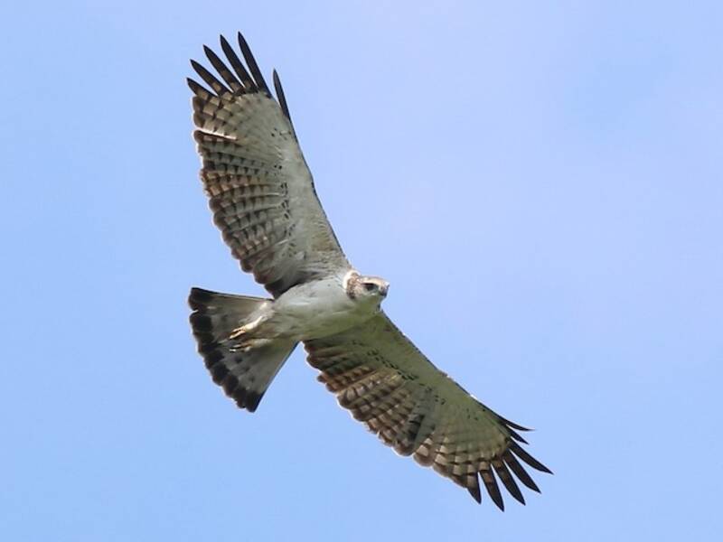 Malaienadler, Fotos 4