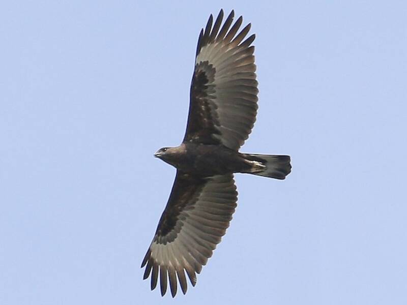 Changeable Hawk-Eagle (Nisaetus cirrhatus)