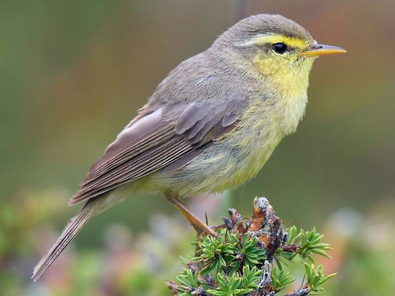 Tickell's Leaf Warbler