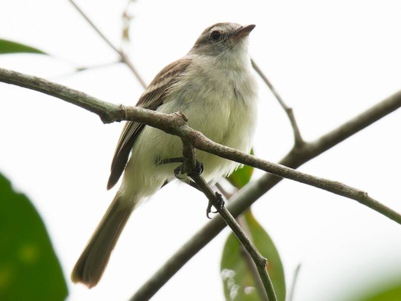 Mosquerito murino, Fotos 4