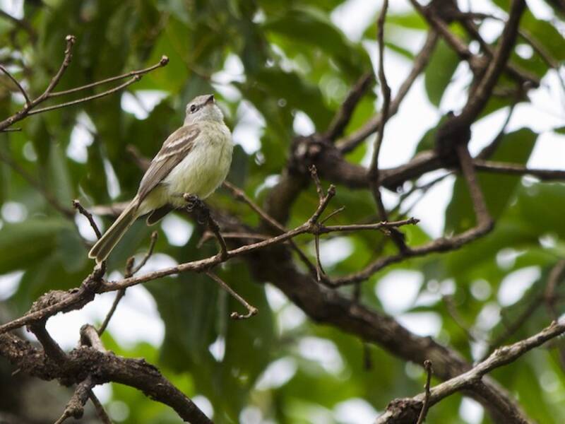 Mosquerito murino, Fotos 3
