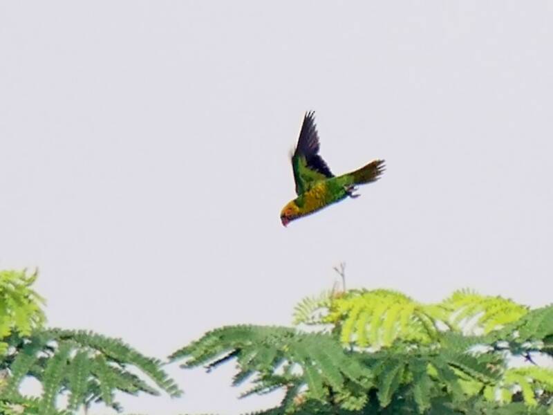 Lori de Sula, Fotos 2