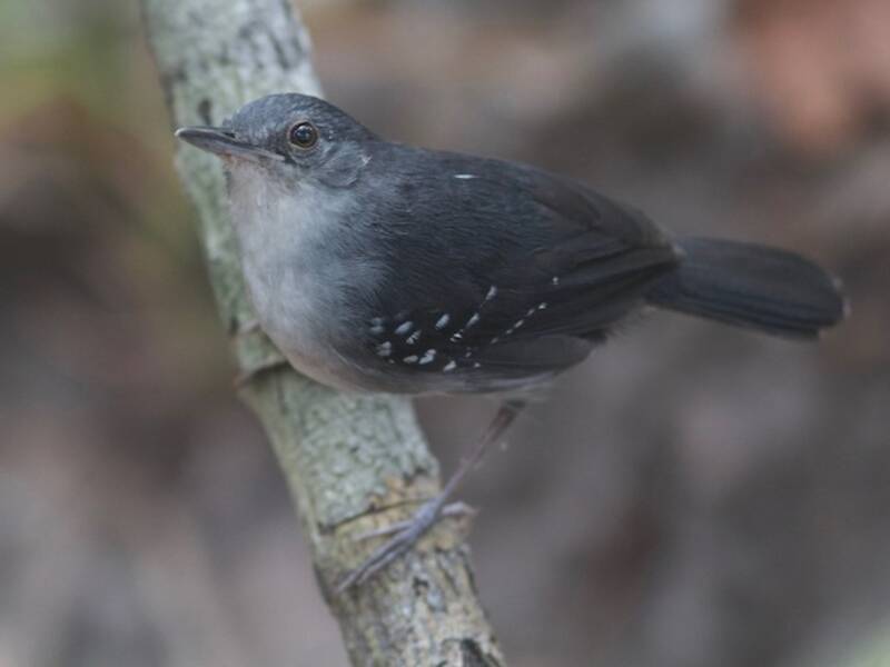 Yapacana Antbird