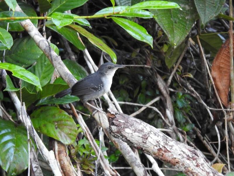 Uccello formichiero di Yapacana, Foto 3