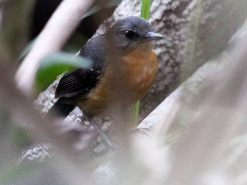 Uccello formichiero di Yapacana, Foto 2