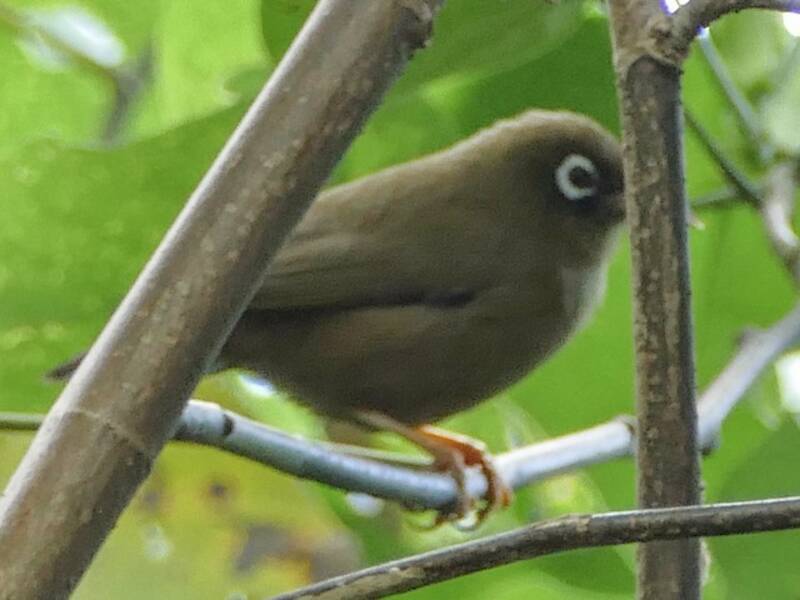 Yap White-eye