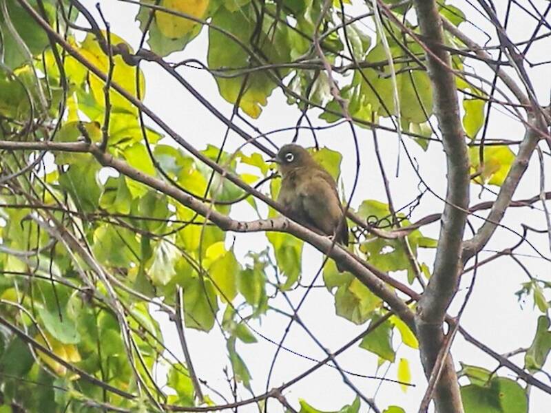 Zostérops de Yap, Photos 2