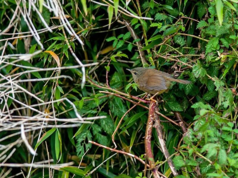 Bouscarle à ventre jaunâtre, Photos 4