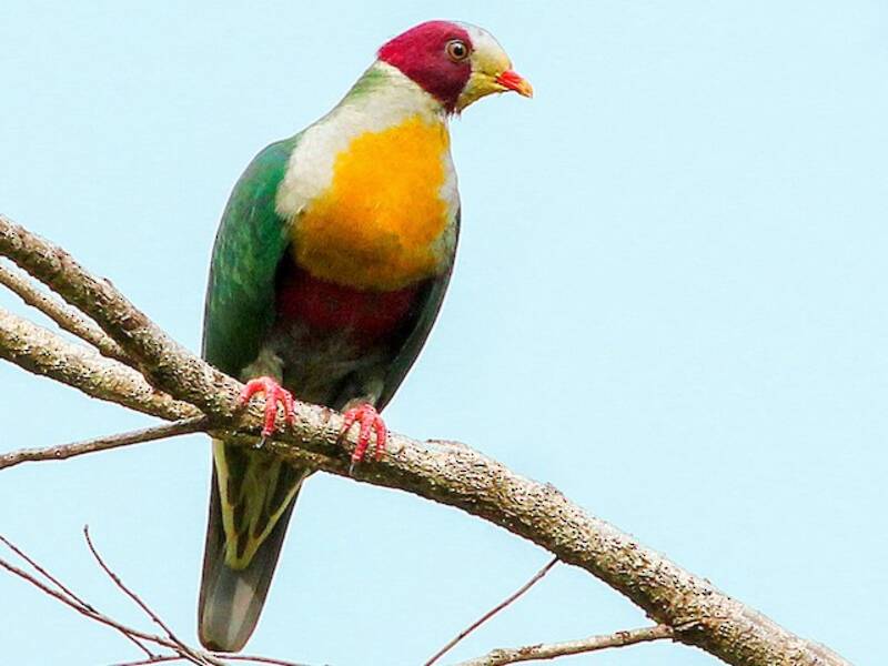 Yellow-breasted Fruit-Dove