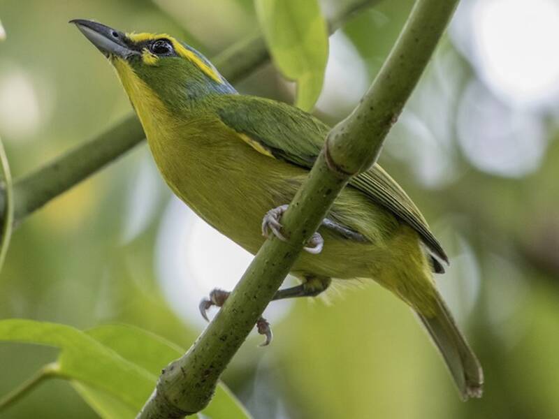 Yellow-browed Shrike-Vireo, 照片 4