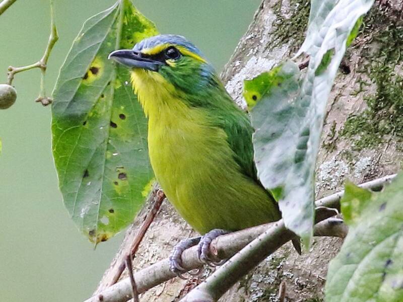 Yellow-browed Shrike-Vireo