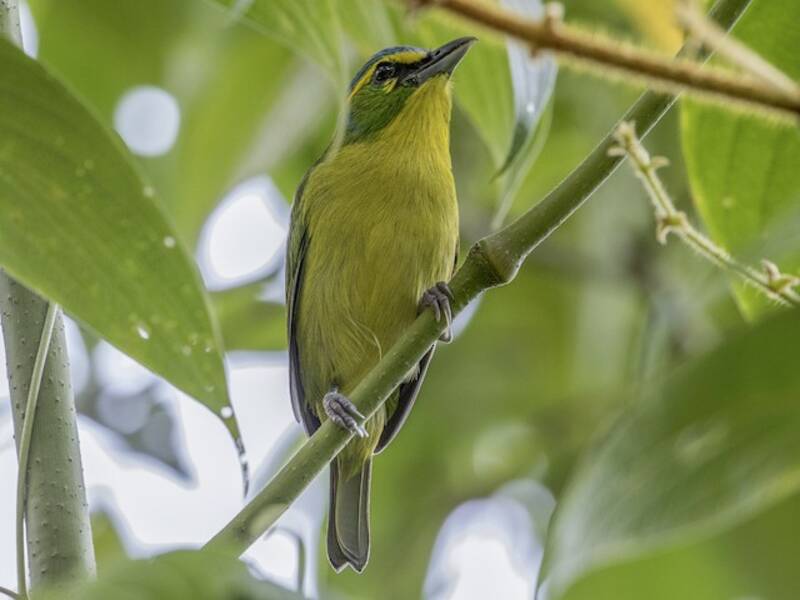Yellow-browed Shrike-Vireo, 照片 2
