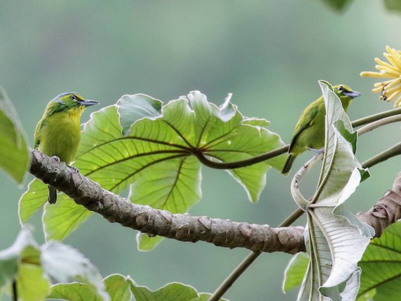 Yellow-browed Shrike-Vireo, 照片 3