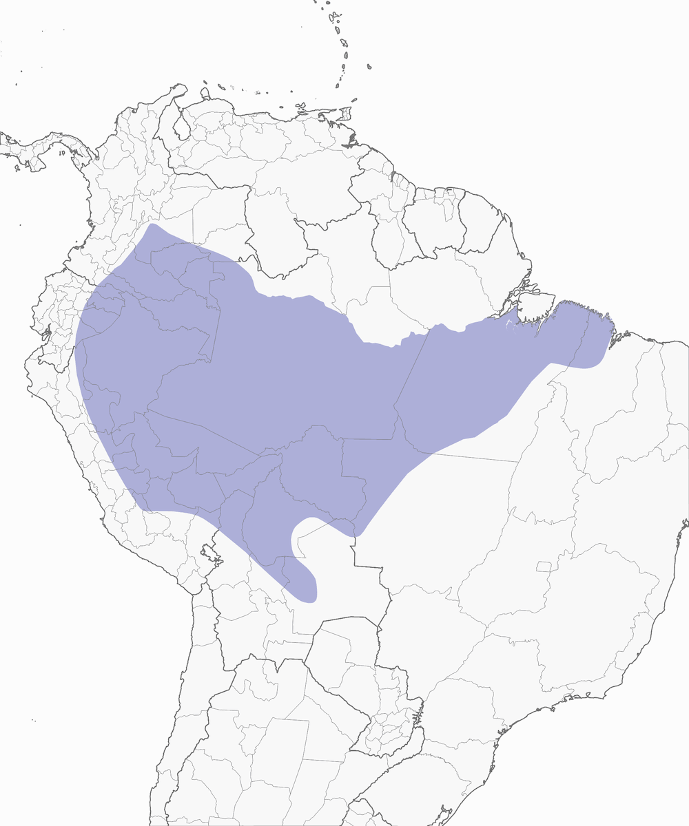 Todirostrum Cejiamarillo, Distribución 1