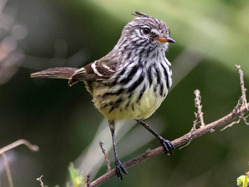 Yellow-billed Tit-Tyrant, 照片 4