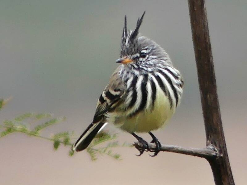 Yellow-billed Tit-Tyrant, 照片 2