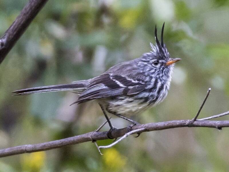 Yellow-billed Tit-Tyrant, 照片 3