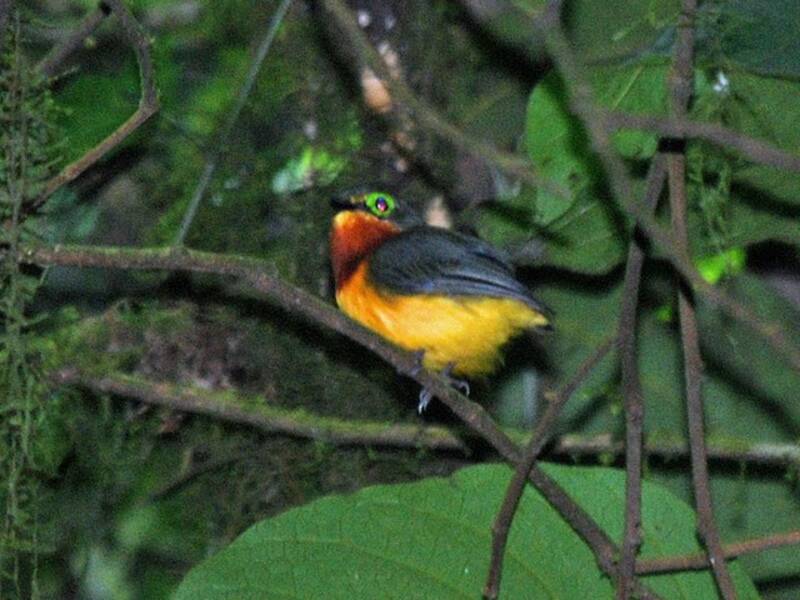 Yellow-bellied Wattle-eye