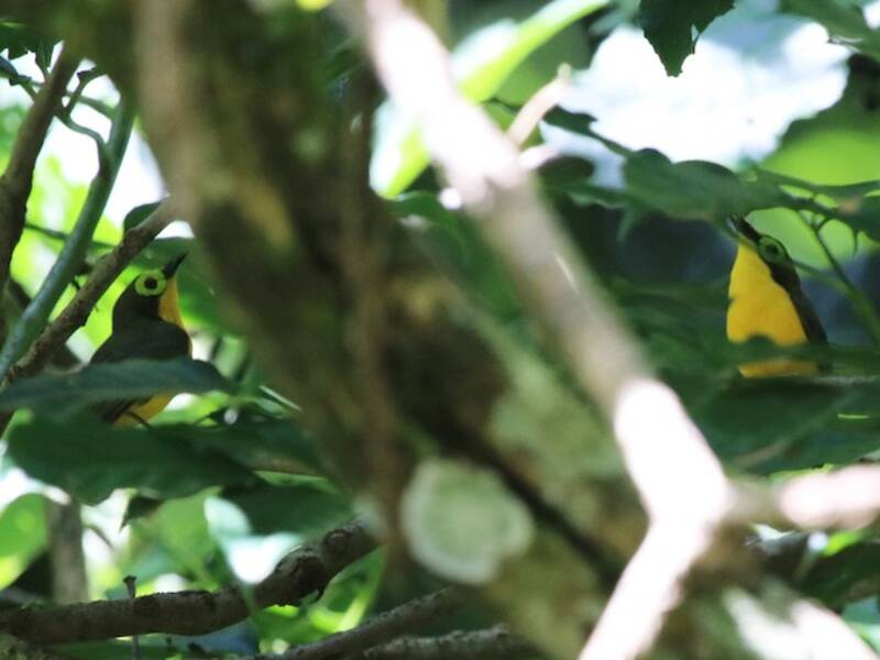Pririt à ventre jaune, Photos 3