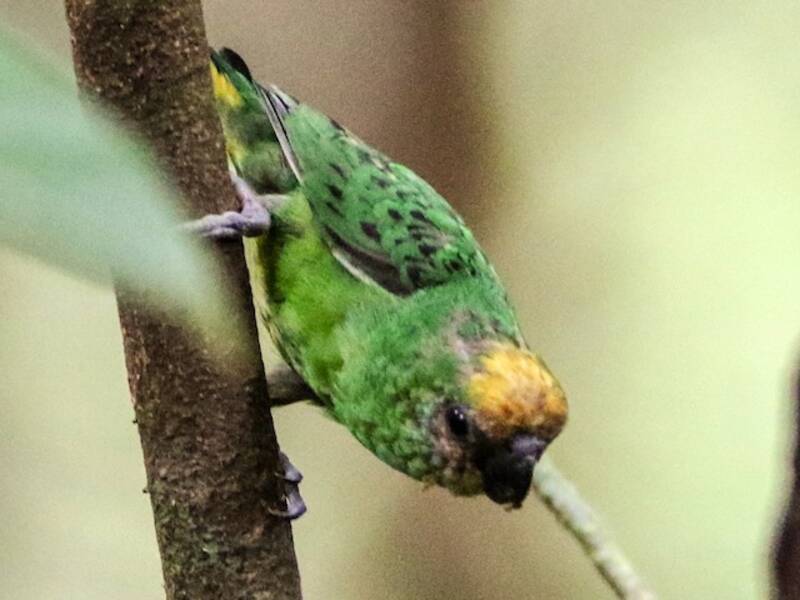 Micropsitte de Keï
